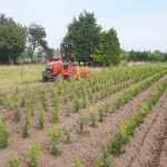 Coniferen rooien verplanten Loonbedrijf van Kleef