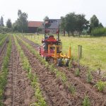 Coniferen rooien verplanten Loonbedrijf van Kleef