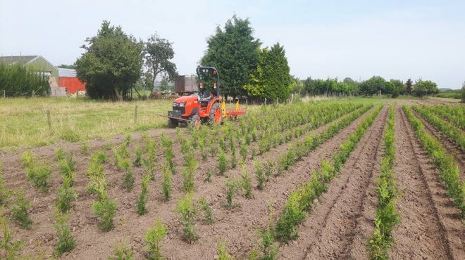 Coniferen rooien verplanten Loonbedrijf van Kleef