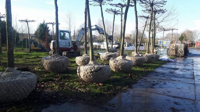 Loonbedrijf van kleef - bomen rooien uitsteken verplanten (13) Loonbedrijf van kleef - bomen rooien uitsteken verplanten