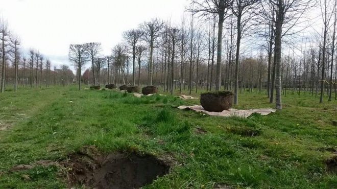 Loonbedrijf van kleef - bomen rooien uitsteken verplanten