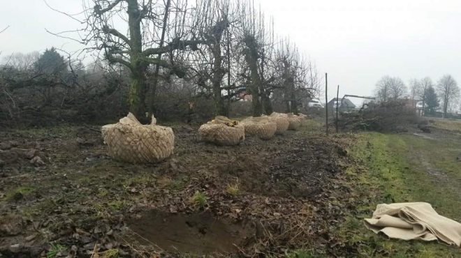 Loonbedrijf van kleef - bomen rooien uitsteken verplanten (23) Loonbedrijf van kleef - bomen rooien uitsteken verplanten