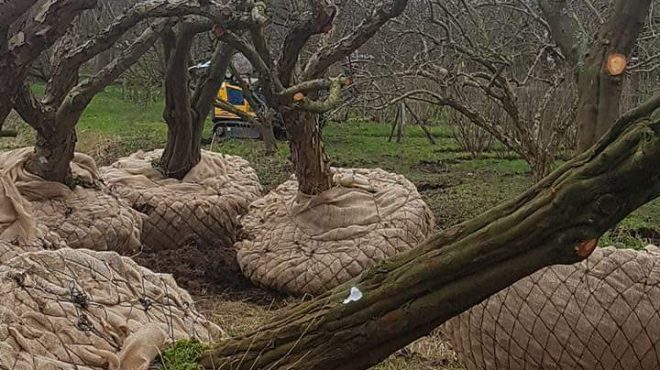 Loonbedrijf van kleef - bomen rooien uitsteken verplanten