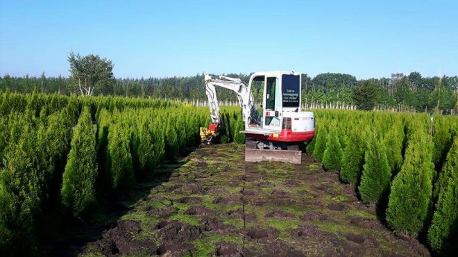 Loonbedrijf van kleef - coniferen rooien uitsteken verplanten