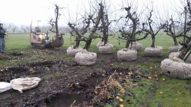 Loonbedrijf van kleef - fruitbomen rooien uitsteken verplanten