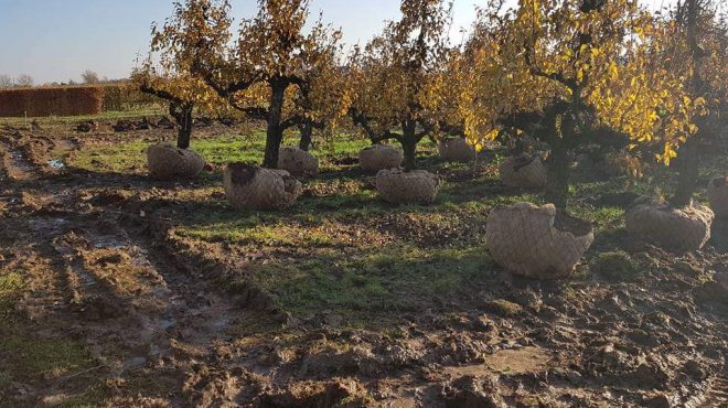 Loonbedrijf van kleef - fruitbomen rooien uitsteken verplanten