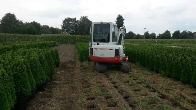 Loonbedrijf van kleef - taxus rooien uitsteken verplanten