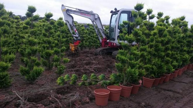 Loonbedrijf van kleef - taxus rooien uitsteken verplanten