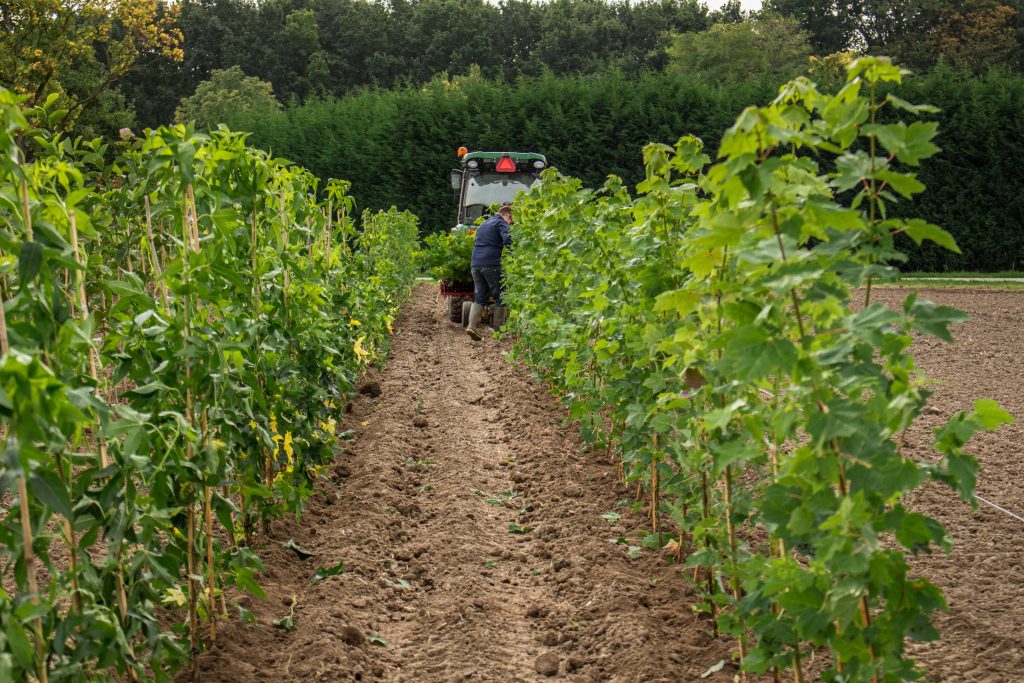 Loonbedrijf van Kleef - machinaal planten - lienden