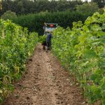 Loonbedrijf van Kleef - machinaal planten - lienden