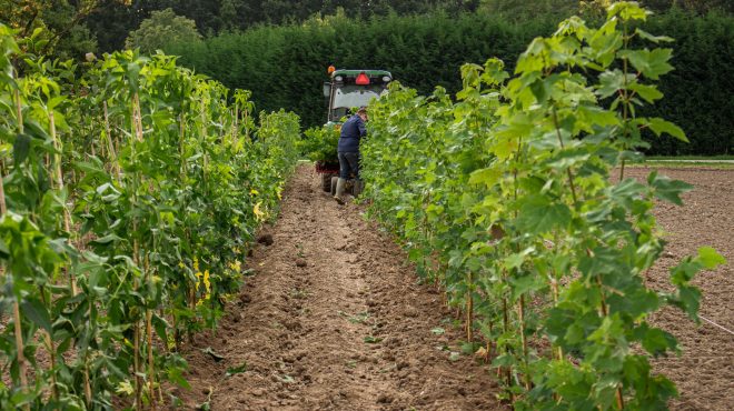 Loonbedrijf van Kleef - machinaal planten - lienden