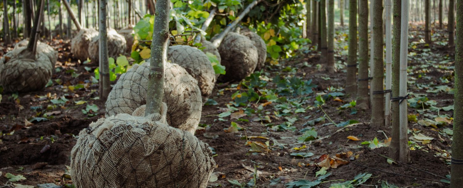 Bomen rooien Loonbedrijf van Kleef