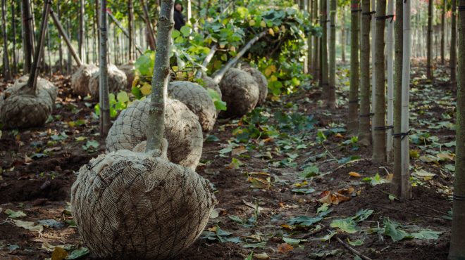 Bomen rooien Loonbedrijf van Kleef