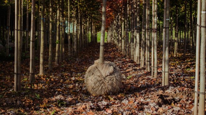 Bomen rooien Loonbedrijf van Kleef