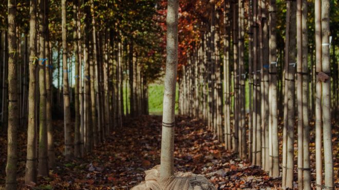 Bomen rooien Loonbedrijf van Kleef Bomen rooien Loonbedrijf van Kleef