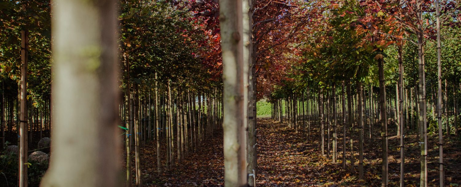 Bomen rooien Loonbedrijf van Kleef