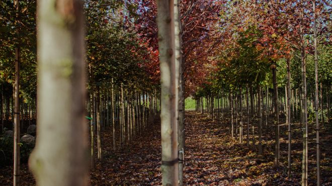 Bomen rooien Loonbedrijf van Kleef