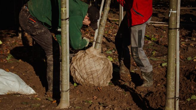 Bomen rooien Loonbedrijf van Kleef