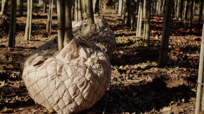 Bomen rooien Loonbedrijf van Kleef