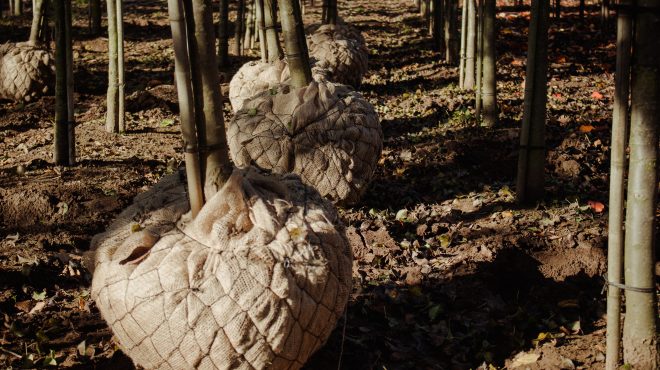 Bomen rooien Loonbedrijf van Kleef