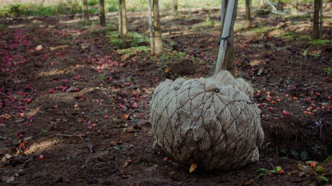 Bomen rooien Loonbedrijf van Kleef