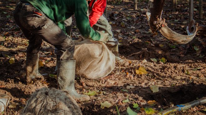 Bomen rooien Loonbedrijf van Kleef