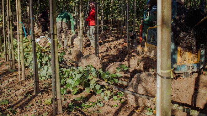 Bomen rooien Loonbedrijf van Kleef