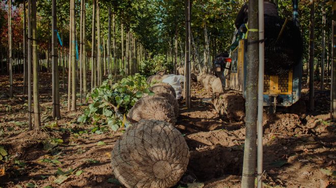 Bomen rooien Loonbedrijf van Kleef