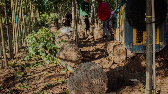 Bomen rooien Loonbedrijf van Kleef