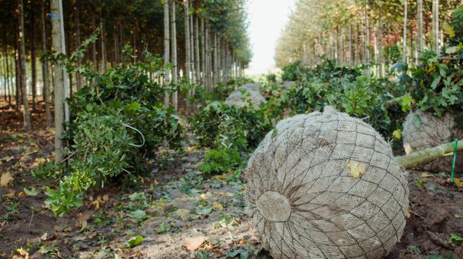 Bomen rooien Loonbedrijf van Kleef