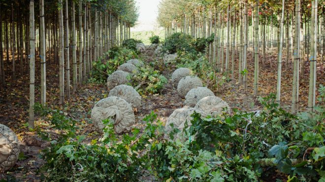 Bomen rooien Loonbedrijf van Kleef