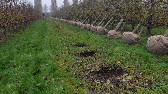 Fruitbomen rooien